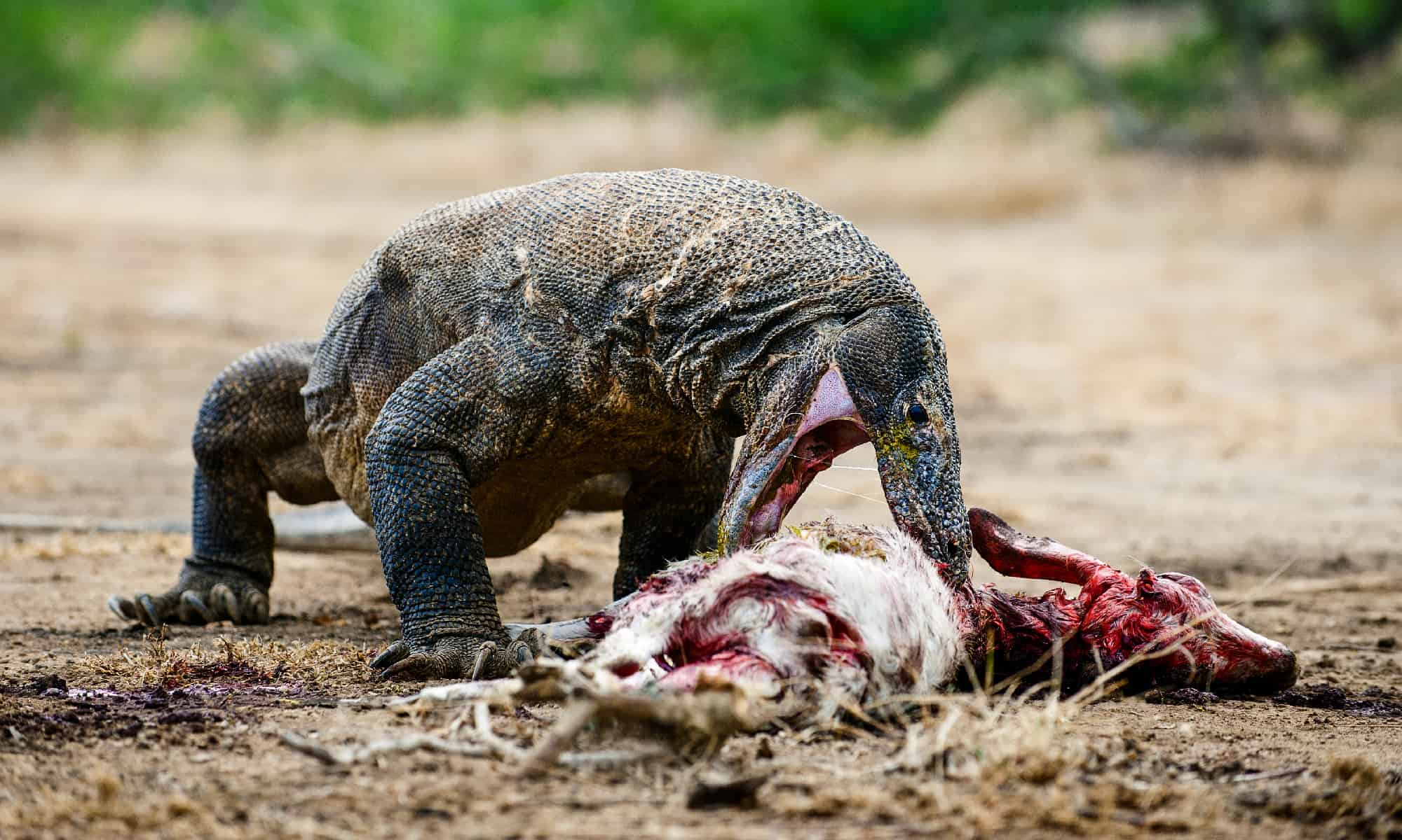 Guarda un tenace drago di Komodo inghiottire causalmente un'intera pastinaca intera
