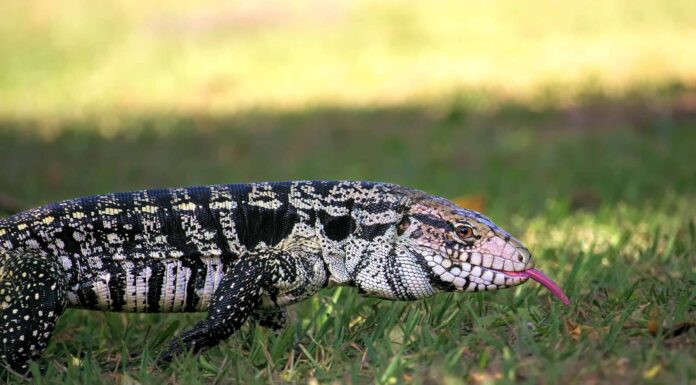 Guarda un uomo catturare una lucertola invasiva che stava terrorizzando le sue tartarughe domestiche
