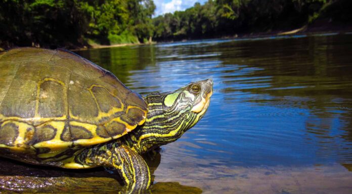 Guarda una tartaruga che fa diventare muscoloso un enorme coccodrillo e ruba il suo pranzo
