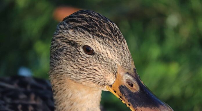 Guarda un'anatra tentare il destino mentre ondeggia tra i coccodrilli affamati
