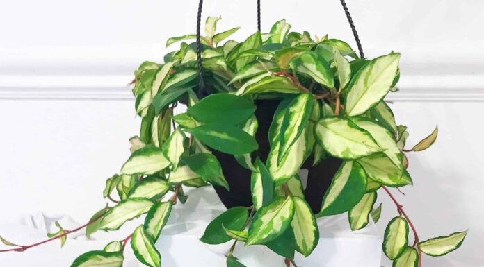 Hoya Vines: cosa sapere e come mostrare
