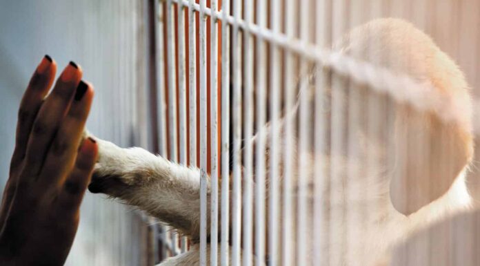 40 fantastici nomi di cani maschi
