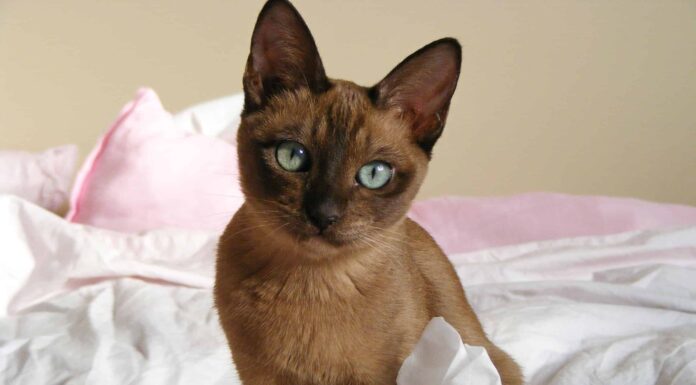  I gatti sono notturni o diurni?  Spiegato il loro comportamento durante il sonno
