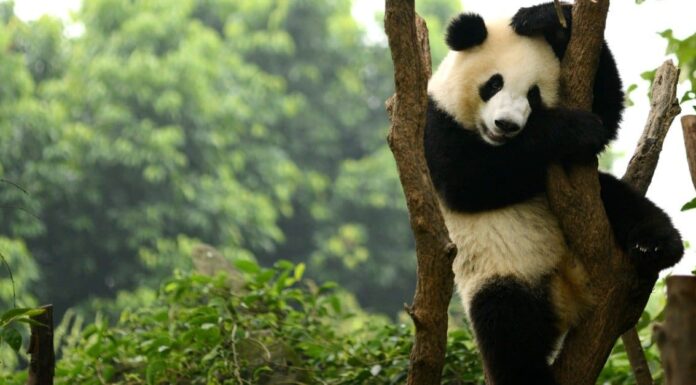 I panda sono buoni animali domestici?
