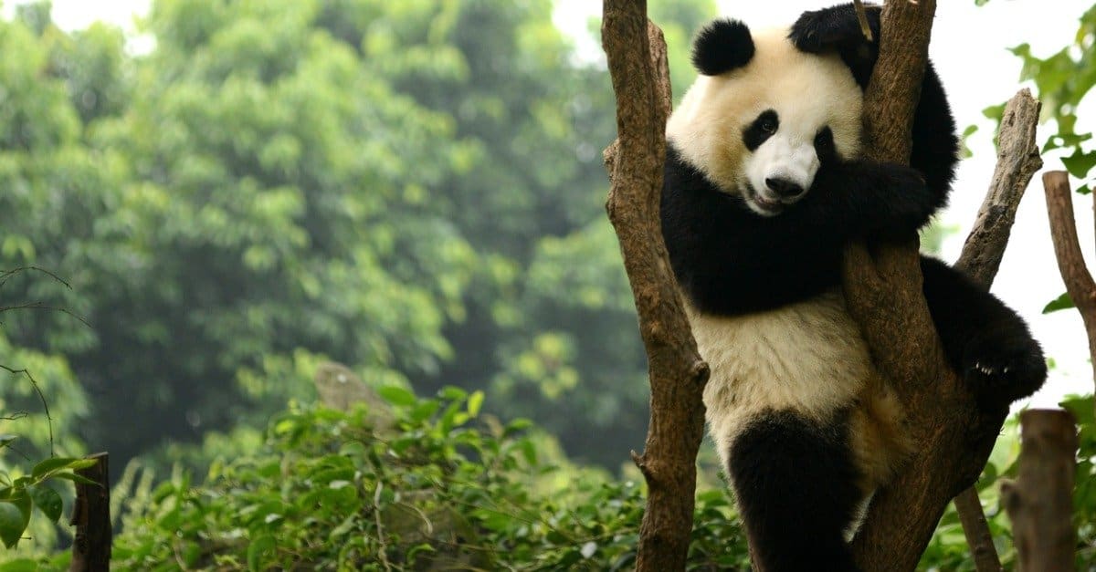 I panda sono buoni animali domestici?