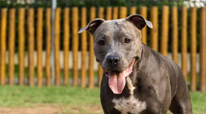  I pitbull sono buoni animali domestici?  Tutto da sapere sul loro temperamento
