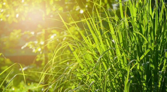 La citronella è sicura per i cani?
