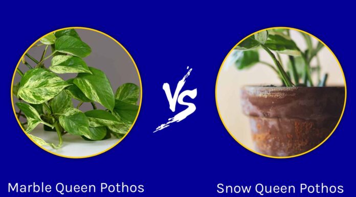 La regina di marmo Pothos contro la regina delle nevi Pothos
