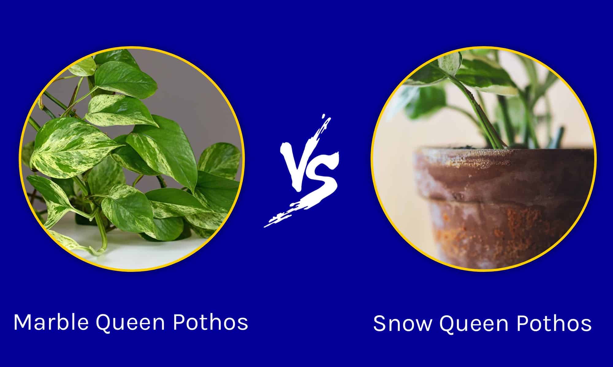 La regina di marmo Pothos contro la regina delle nevi Pothos