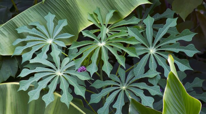  Le piante hanno emozioni?  Possono provare dolore?
