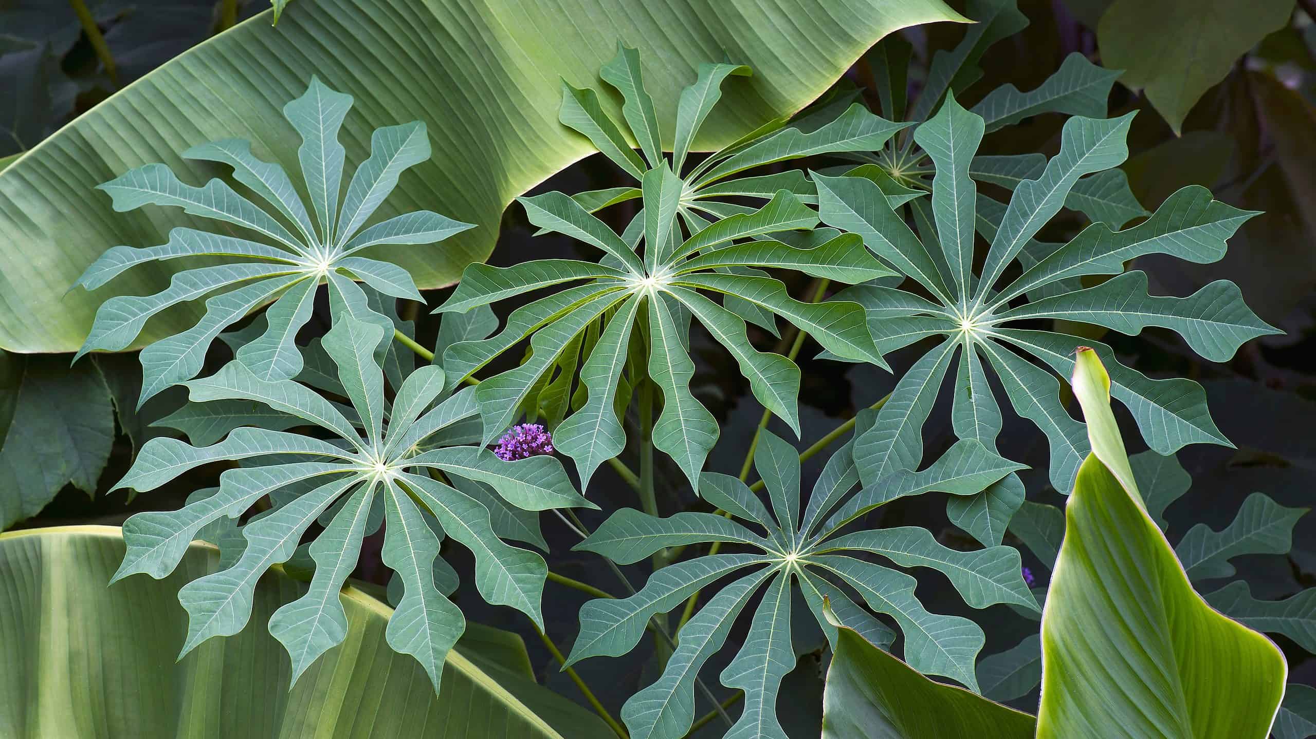 Le piante hanno emozioni?  Possono provare dolore?