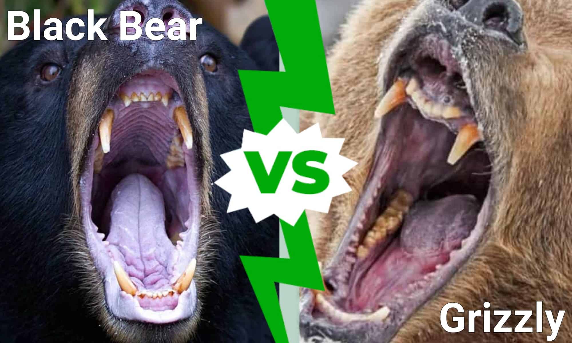 Orso nero contro orso grizzly: 6 differenze chiave e quale vincerebbe in un combattimento?