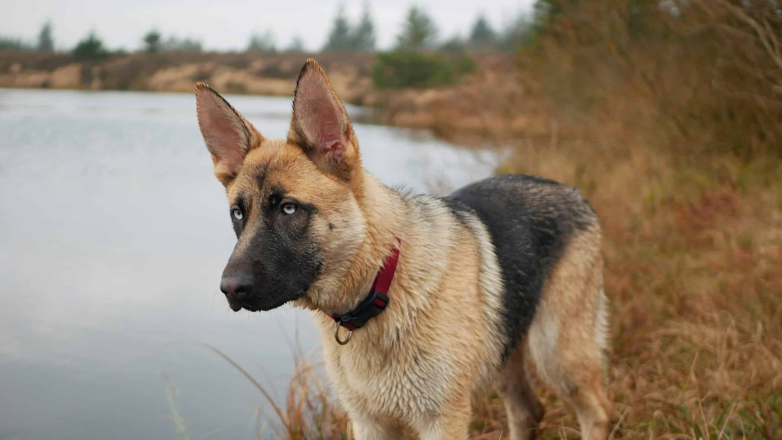 Pastore tedesco contro pitbull: spiegate 6 differenze chiave