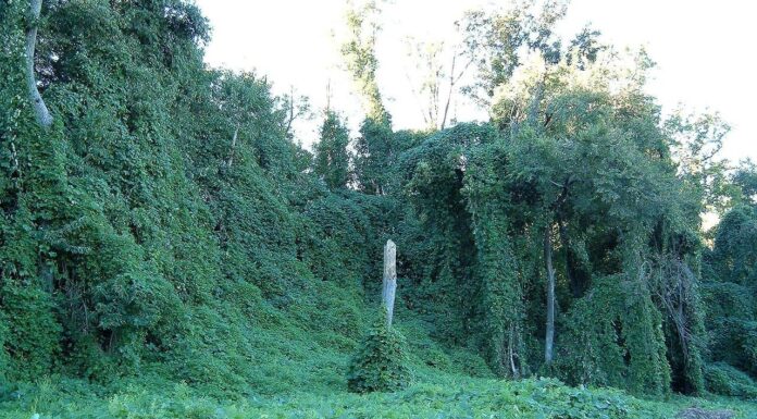 Perché c'è così tanto Kudzu nel sud?
