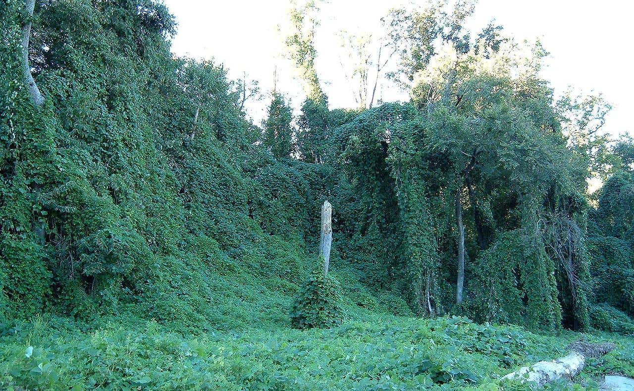 Perché c'è così tanto Kudzu nel sud?