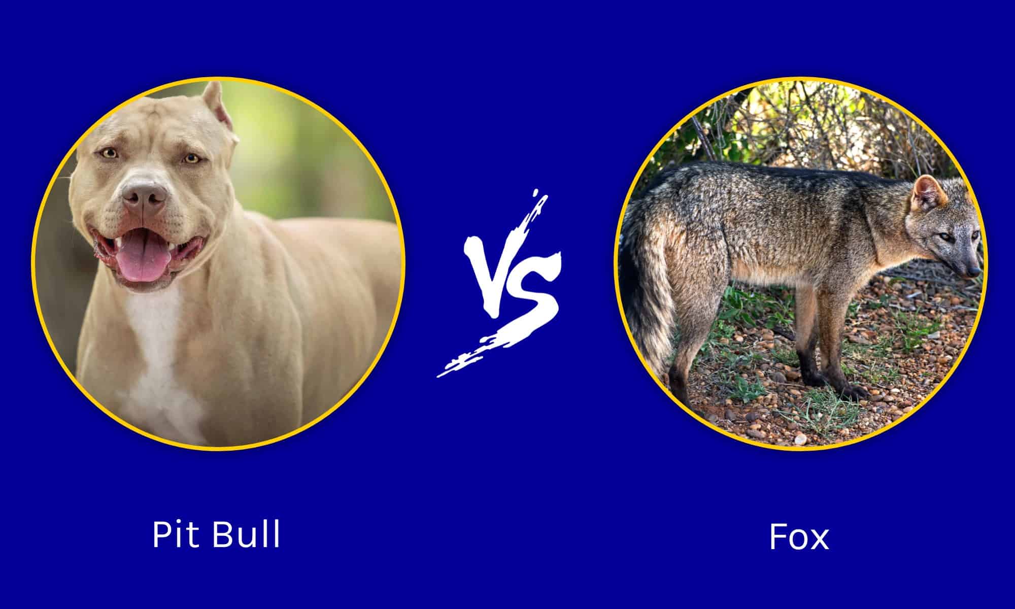 Pit Bull contro Fox: quale animale vincerebbe un combattimento?