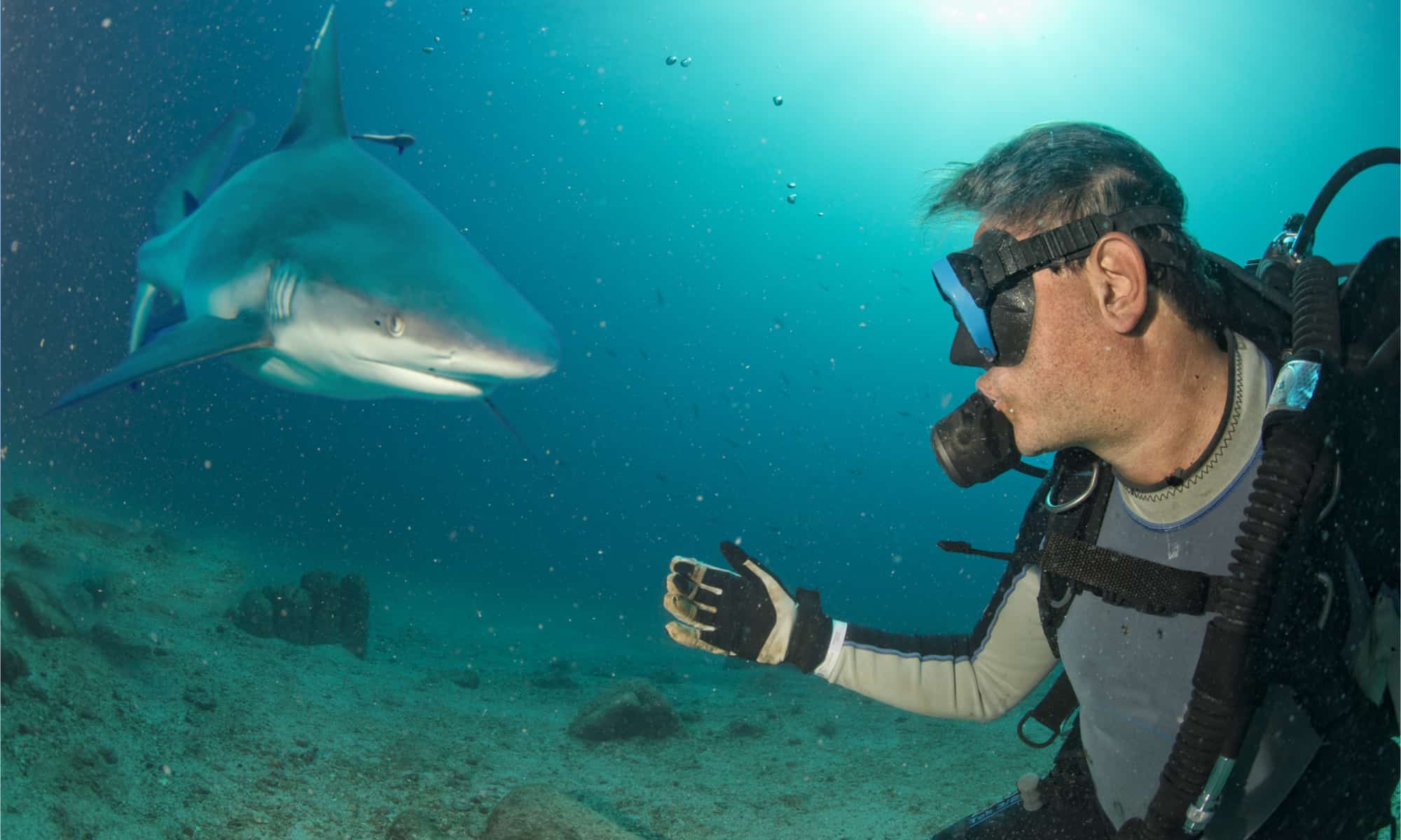 Pow!  Guarda questo subacqueo coraggioso colpire uno squalo dritto in faccia per proteggersi