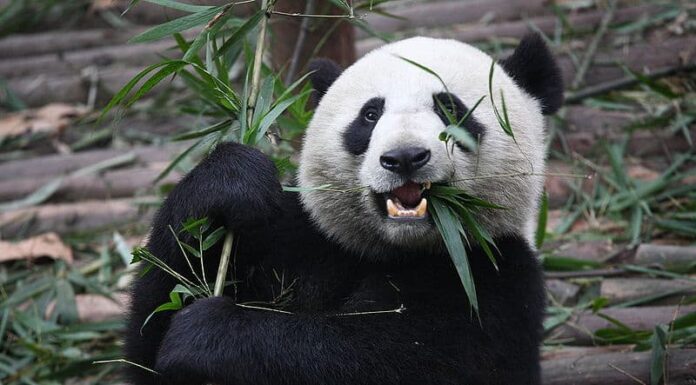 Predatori di panda: questi 6 animali uccidono e mangiano i panda
