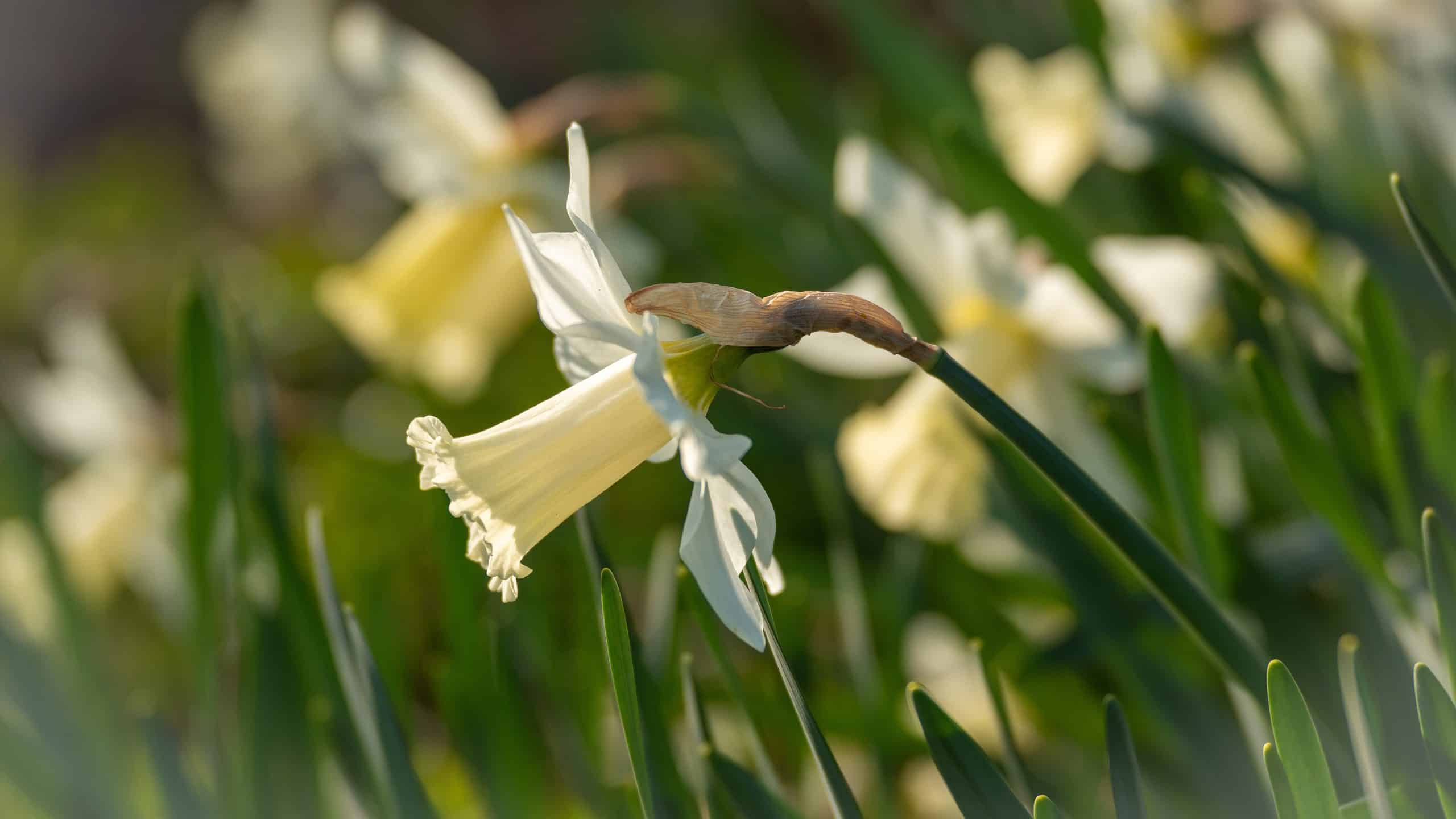 Quando fioriscono i narcisi?