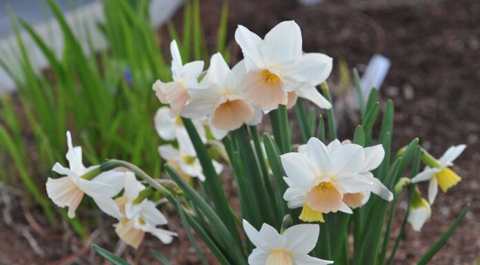 Quando piantare i bulbi di narciso
