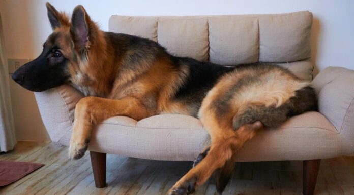 Re Shepherd contro Shiloh Shepherd
