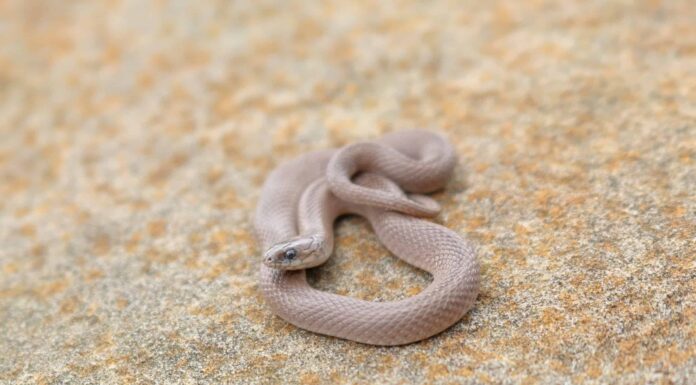 Scopri 11 serpenti marroni che strisciano attraverso l'Alabama (4 sono velenosi)
