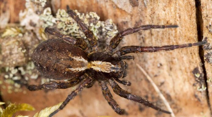 Scopri 5 ragni marroni in Louisiana
