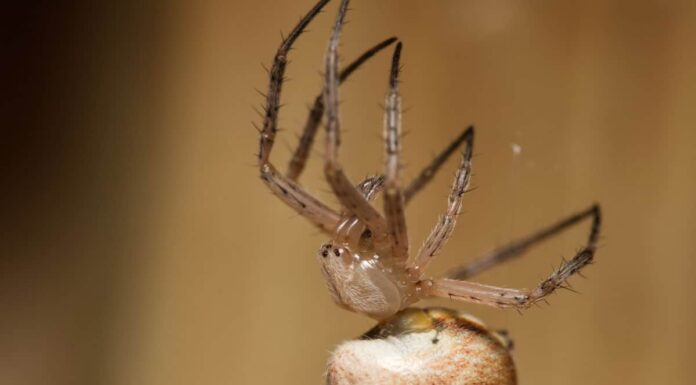 Scopri 6 ragni marroni in Virginia
