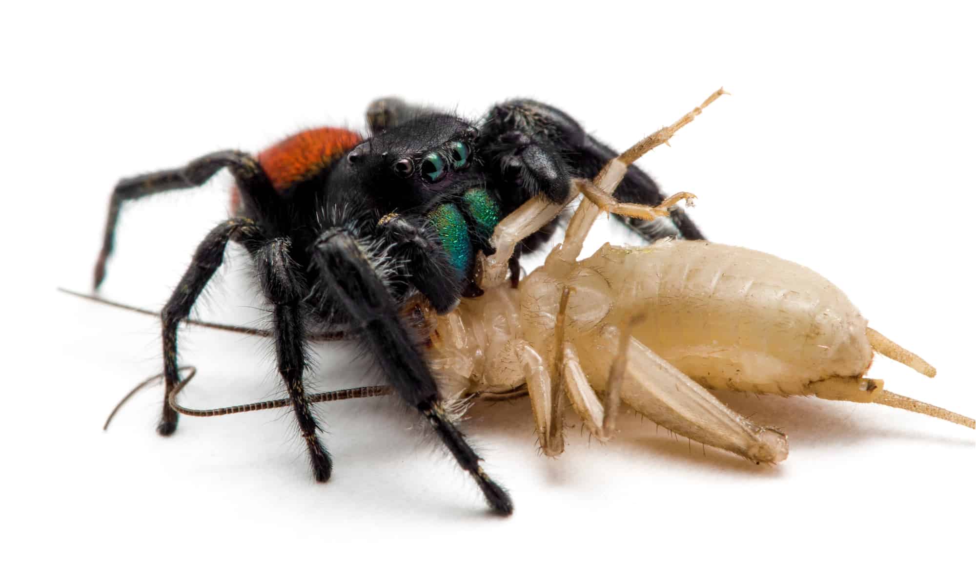 Scopri 6 ragni neri che strisciano nella Carolina del Nord