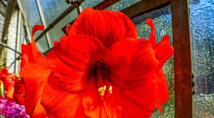 Scopri Il fiore nazionale di Haiti: l'ibisco
