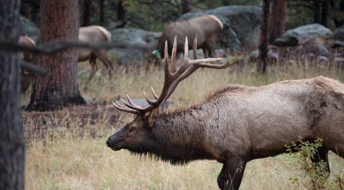 Scopri il più grande alce americano mai catturato nel Montana
