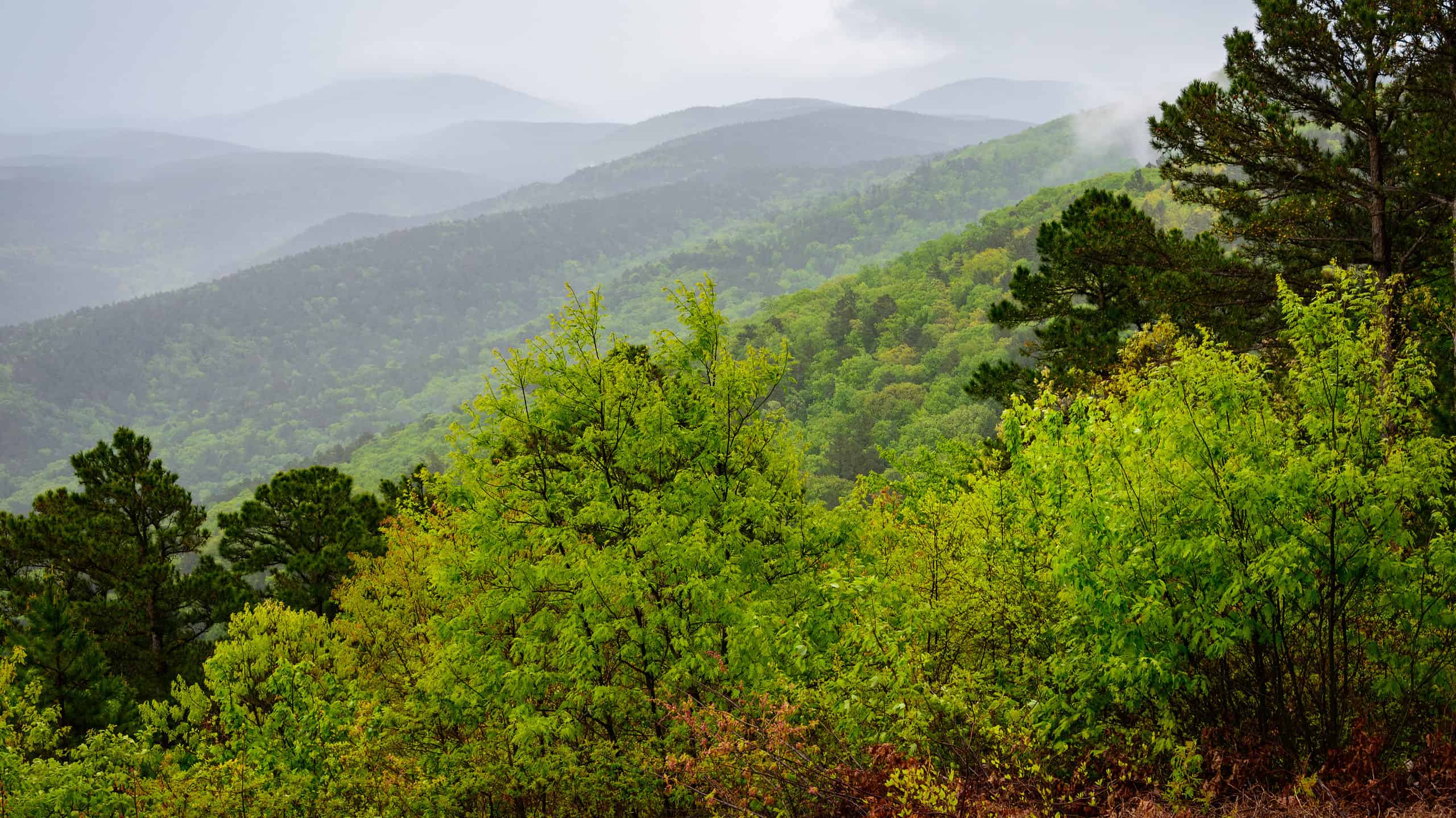 Scopri la foresta più grande dell'Arkansas (e ciò che vive al suo interno)