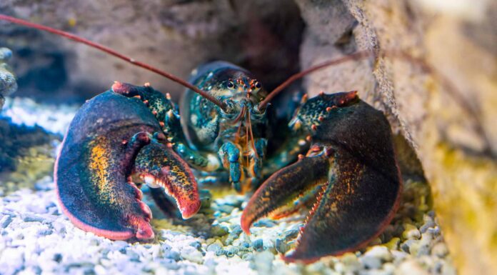 Scopri l'aragosta più grande mai trovata in Florida (aveva più di 100 anni!)
