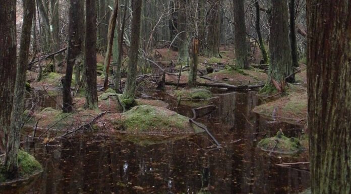 Scopri le 5 paludi più grandi degli Stati Uniti
