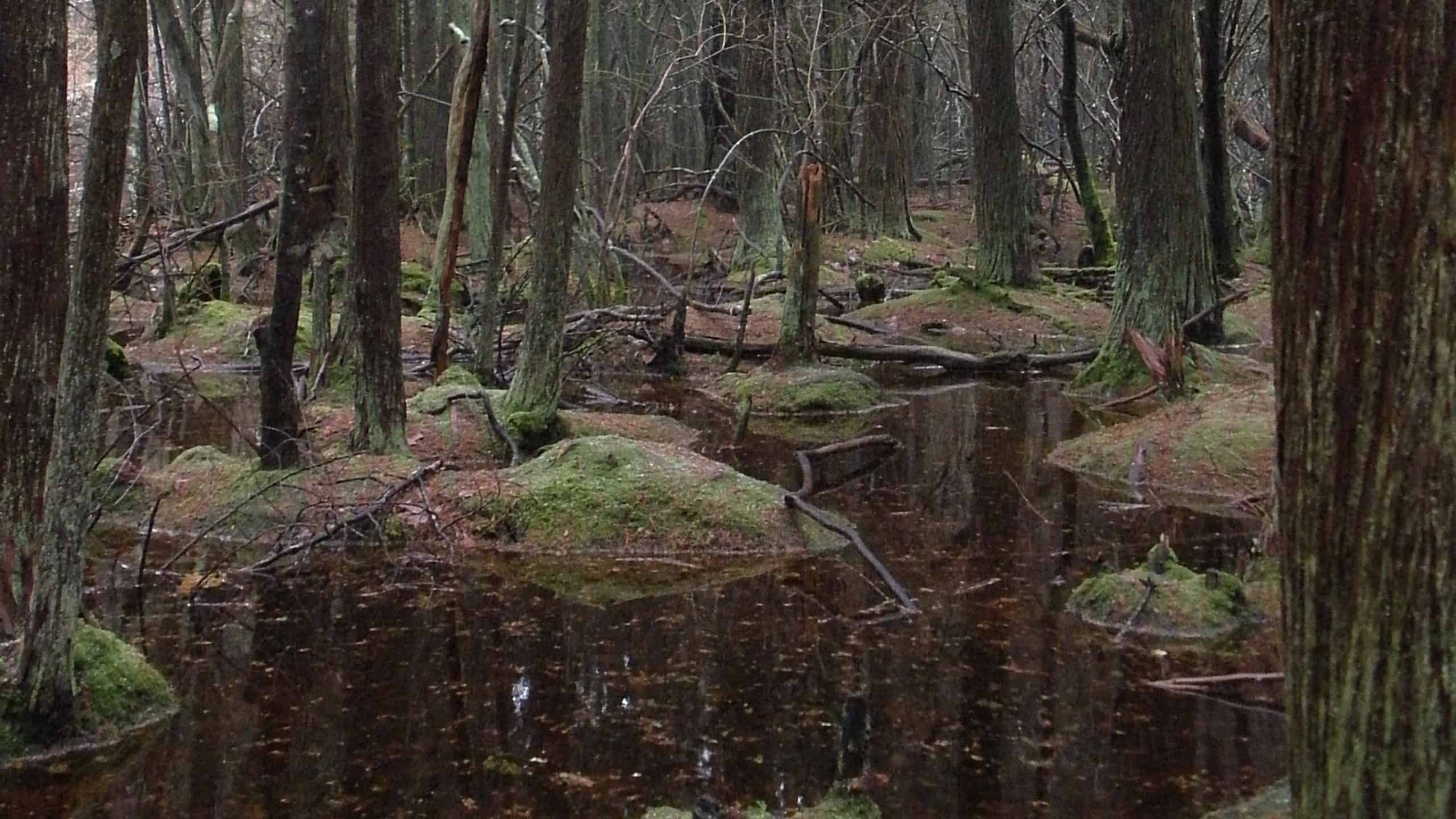 Scopri le 5 paludi più grandi degli Stati Uniti