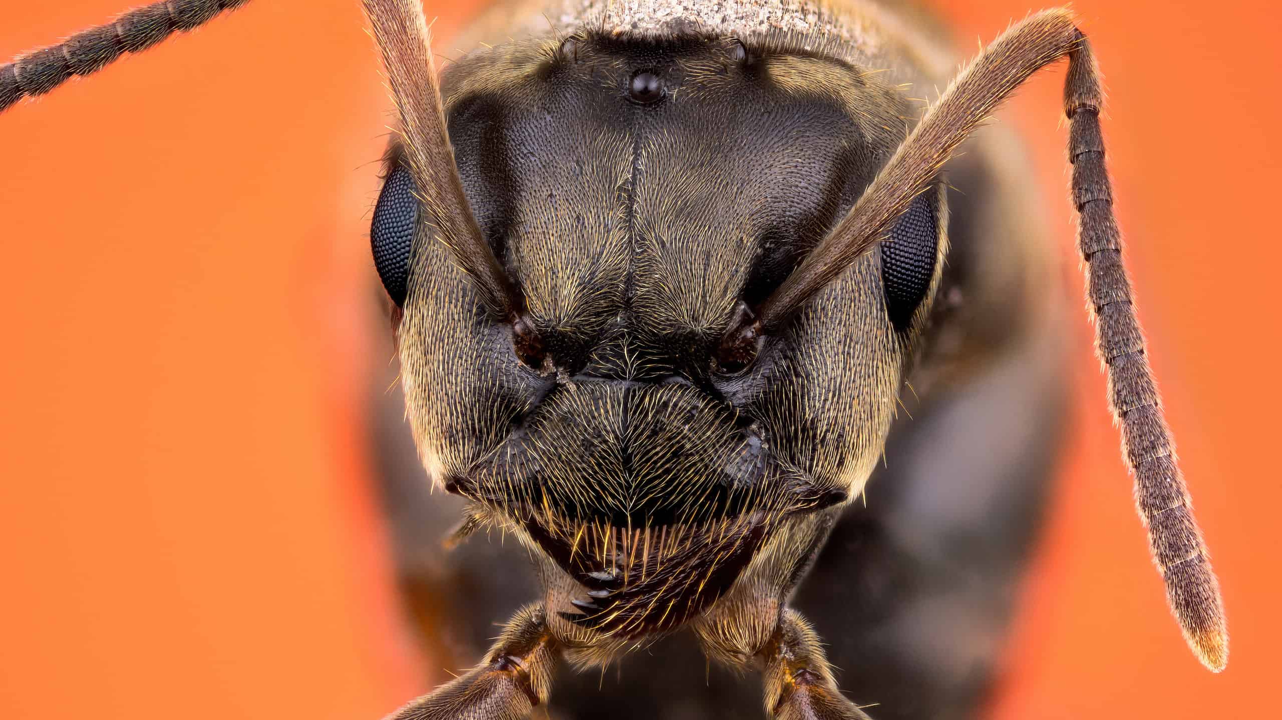 Scopri perché piccole formiche sono in casa tua e come ucciderle all'istante