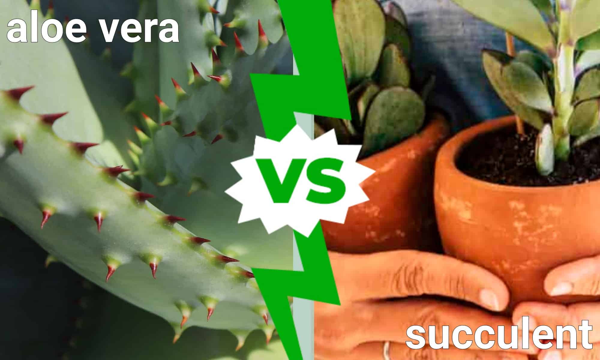 Succulente vs. Aloe Vera: somiglianze e differenze