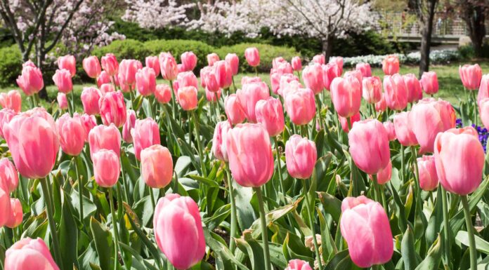 Tulipani In Pennsylvania
