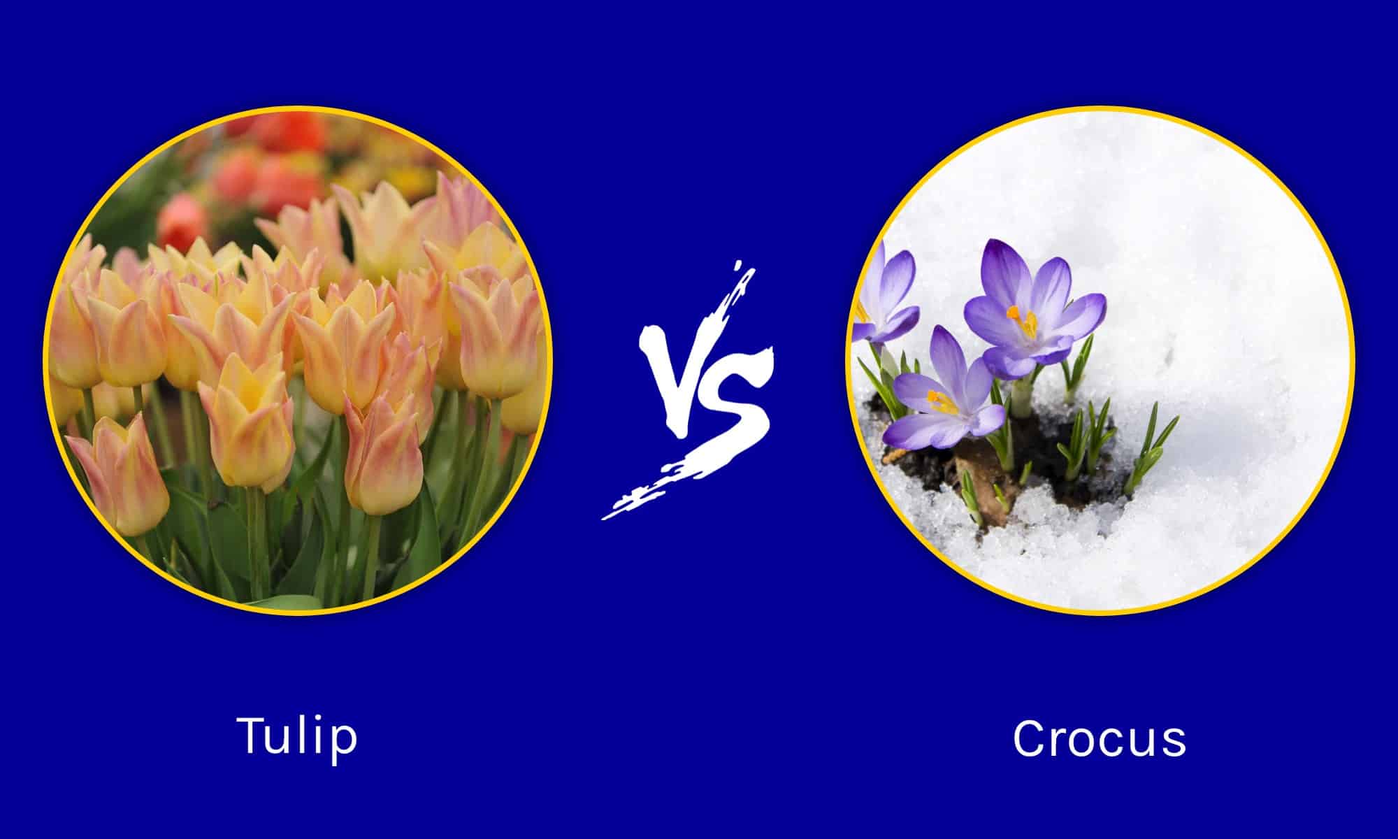 Tulipani contro Crocus: diversi segnali di primavera