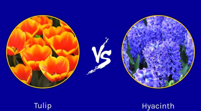 Tulipani contro giacinti: quali sono le differenze?
