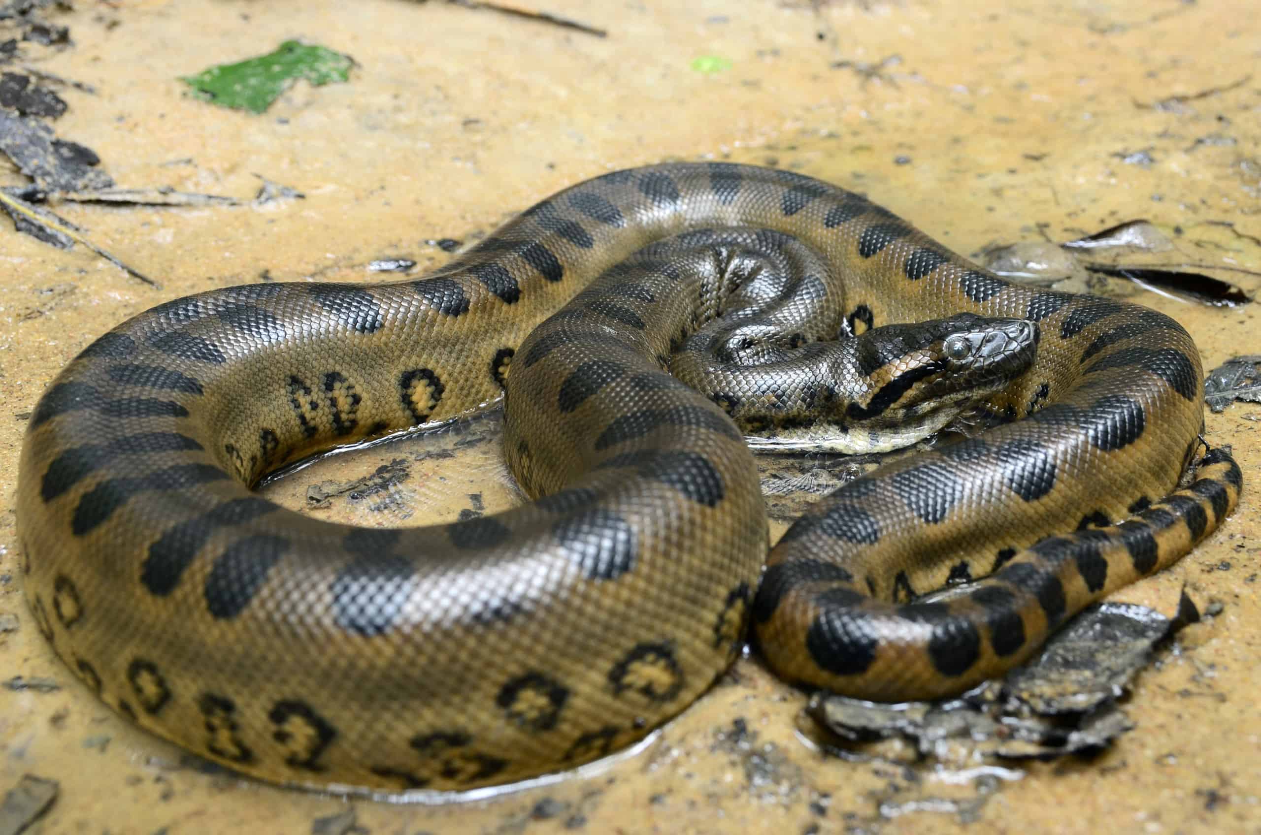 Wild Video cattura un anaconda più piccolo che fugge direttamente dalla bocca di un'enorme anaconda