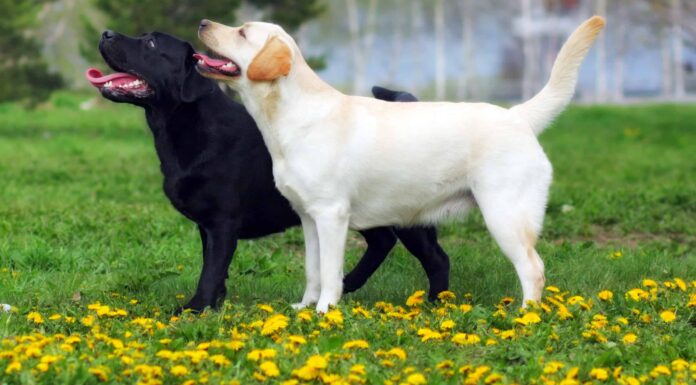 12 migliori tipi di razze di cani sportivi
