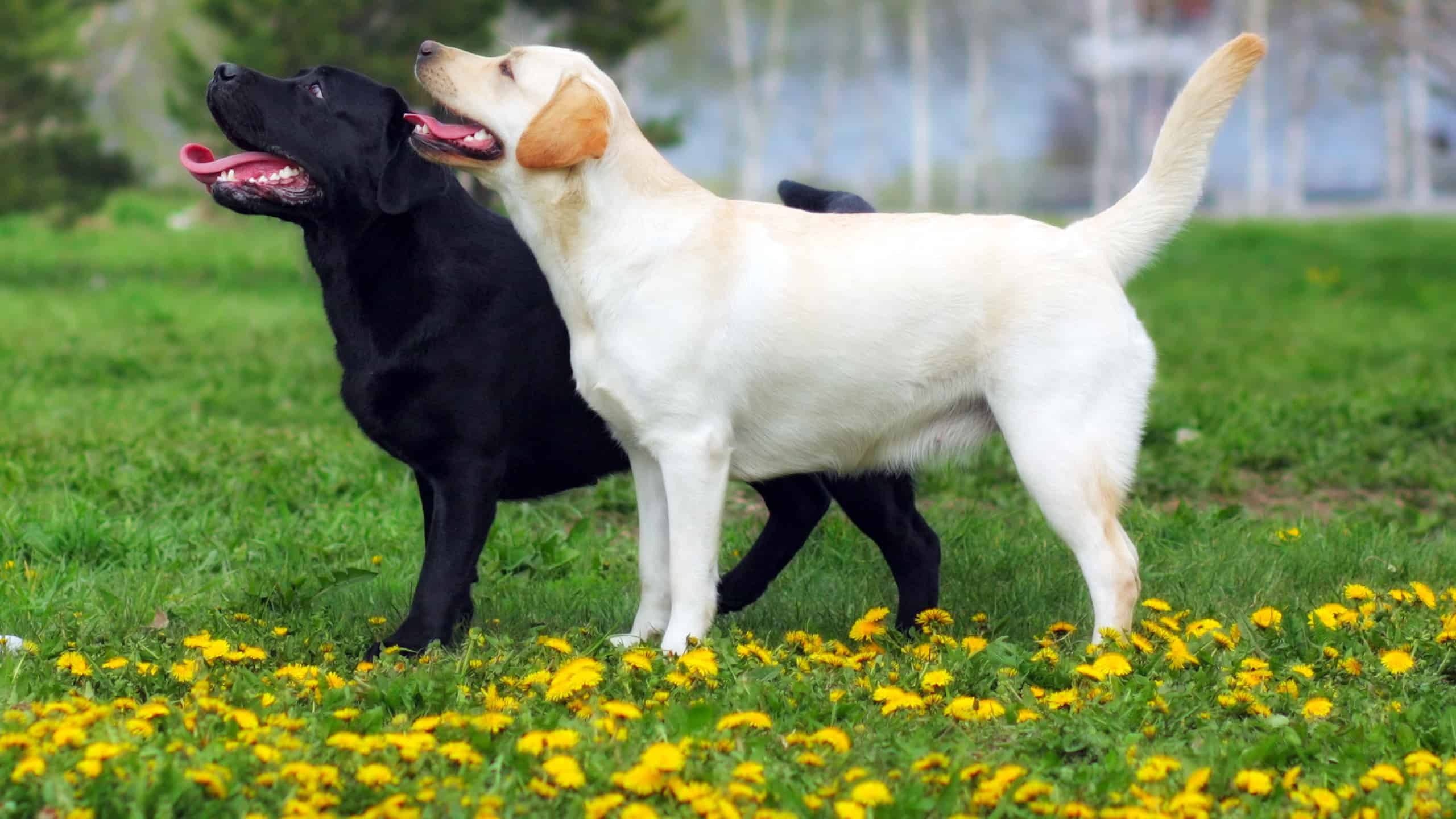 12 migliori tipi di razze di cani sportivi