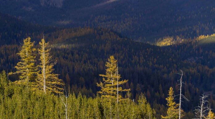 Incontra i più grandi proprietari terrieri di Washington
