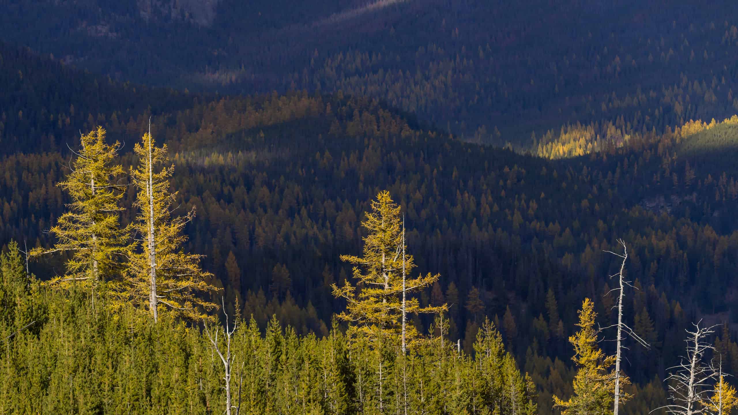 Incontra i più grandi proprietari terrieri di Washington