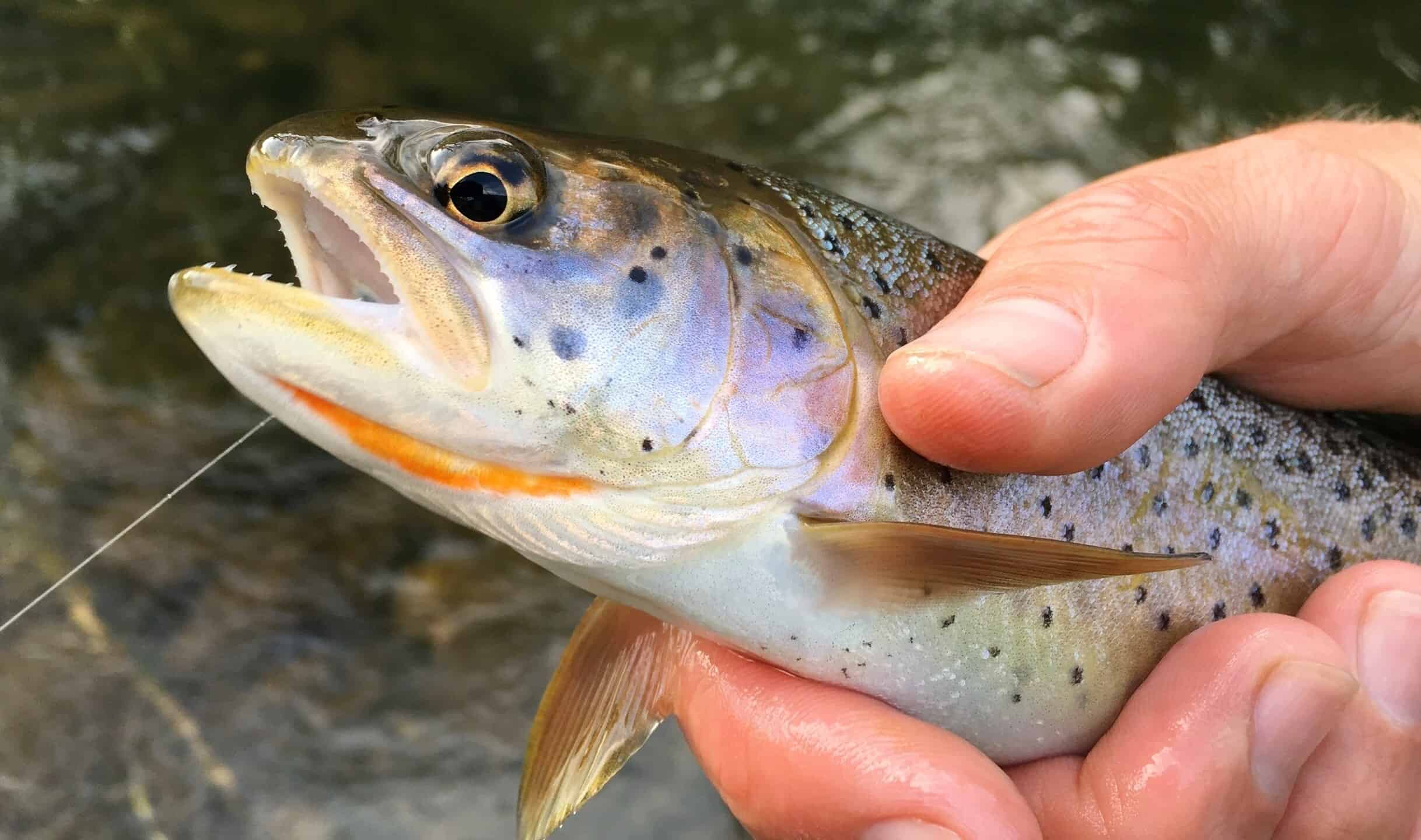Scopri il più grande tagliagole di Bonneville mai catturato in Idaho