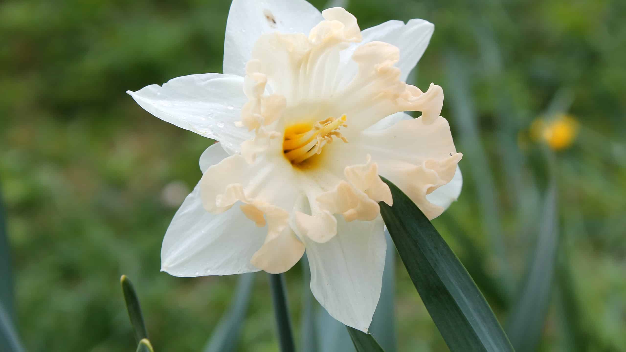 10 tipi di narcisi a coppa divisa