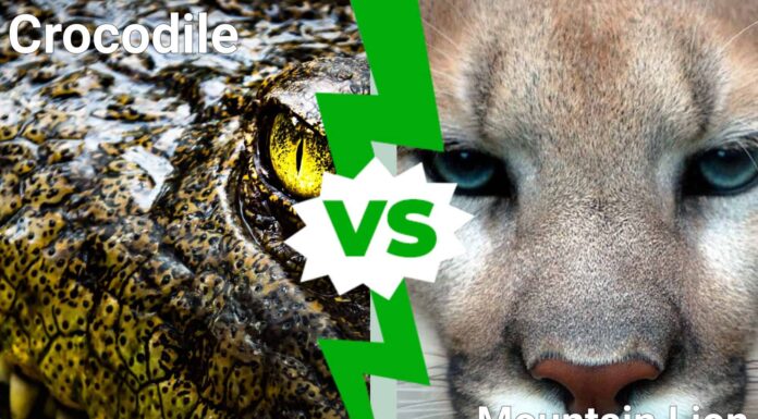 Crocodile on a shore