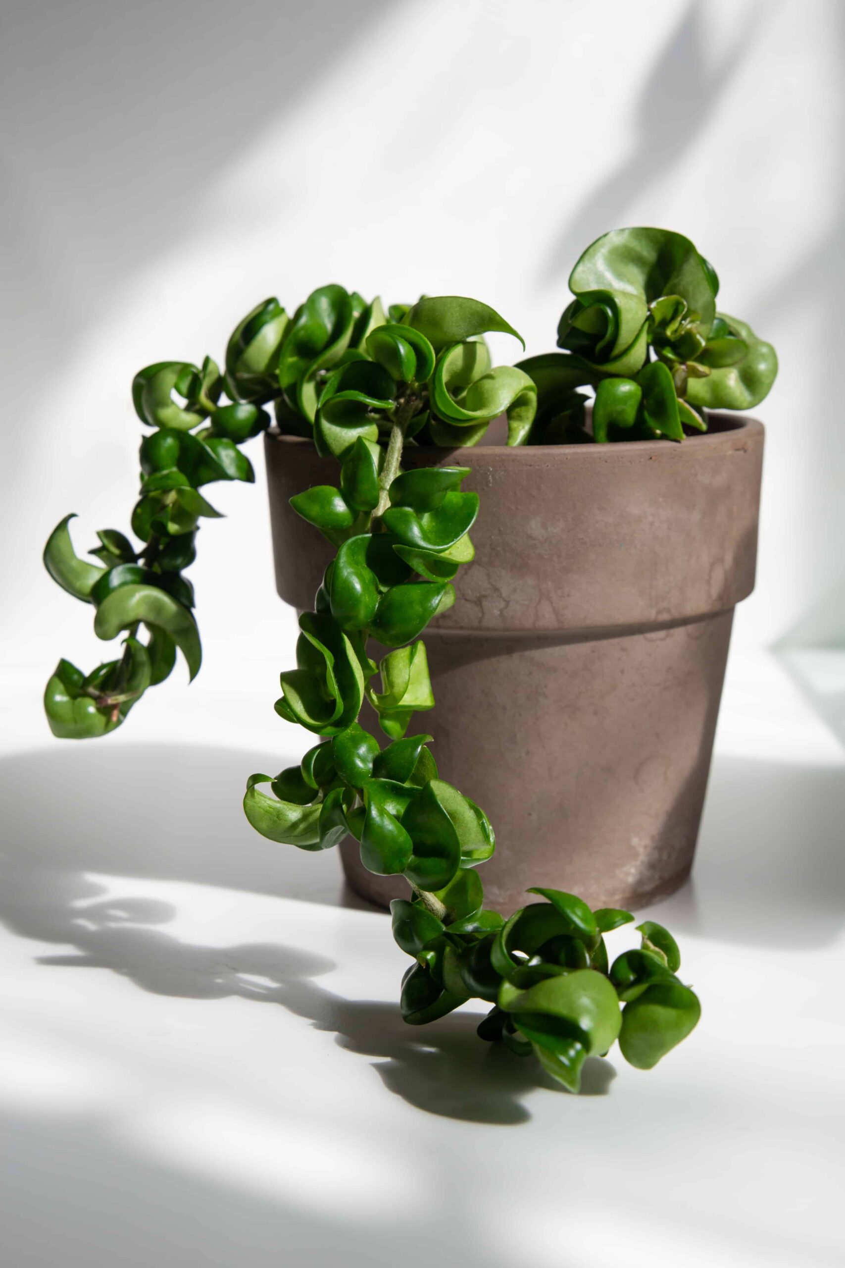 Cura delle piante Hoya: una guida completa