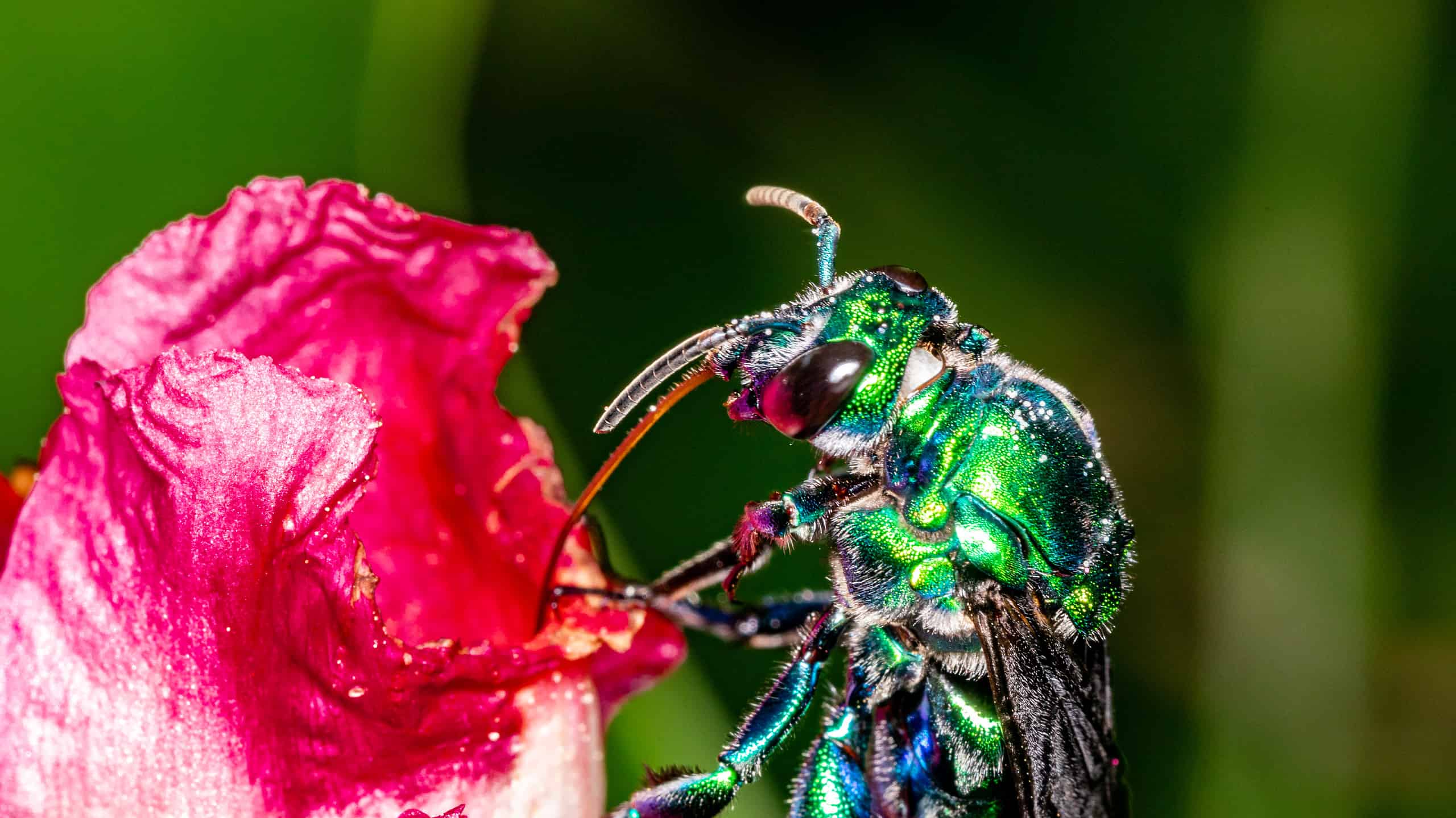 Api verdi in Florida: cosa sono?